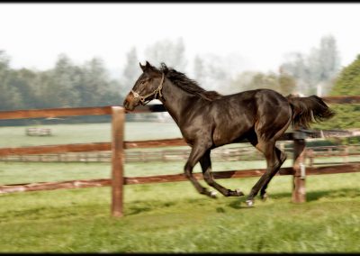Resting Racehorses at Grove Farm Stud photo by Colin Turner Photography