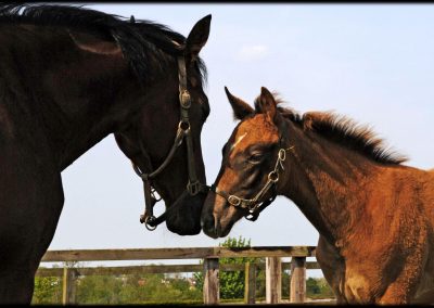 Grove Farm Stud mare and foal photo by Colin Turner Photography