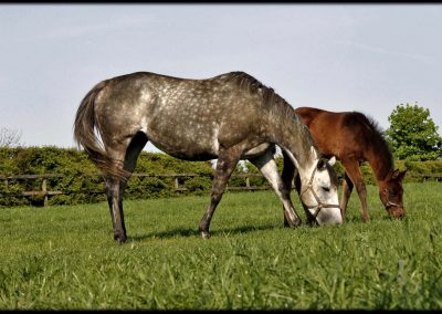 Grove Farm Stud photo mare and foal by Colin Turner Photography