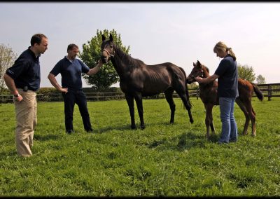 Grove Farm Stud mare and foal photo by Colin Turner Photography