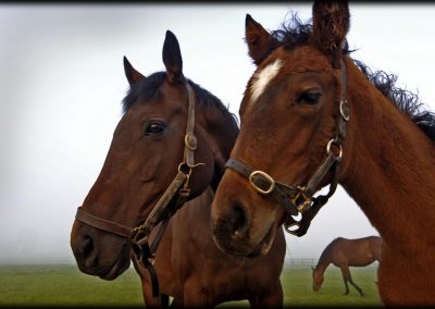 Grove Farm Stud photo by Colin Turner Photography