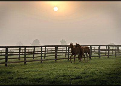 Thoroughbreds at Grove Farm Stud photo by Colin Turner Photography