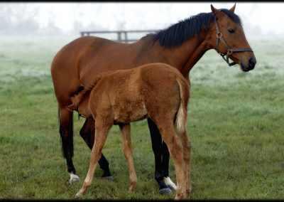 Mare and Foal at Grove Farm Stud photo by Colin Turner Photography