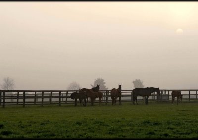 Paddocks with Thoroughbred horses at Grove Farm Stud photo by Colin Turner Photography