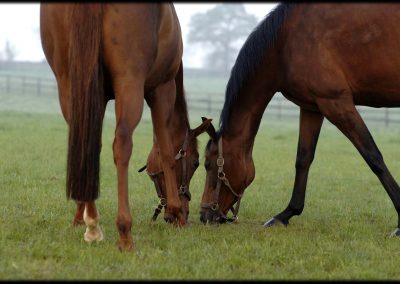 Grove Farm Stud photo by Colin Turner Photography