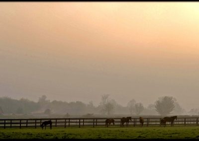 Paddocks with Thoroughbred horses at Grove Farm Stud photo by Colin Turner Photography