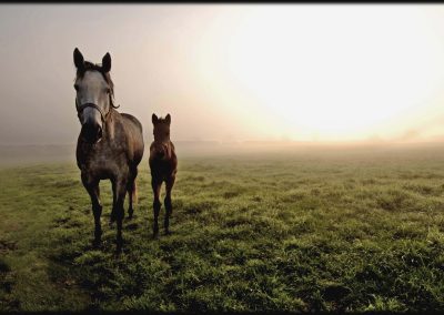 Grove Farm Stud photo of mare and foal by Colin Turner Photography